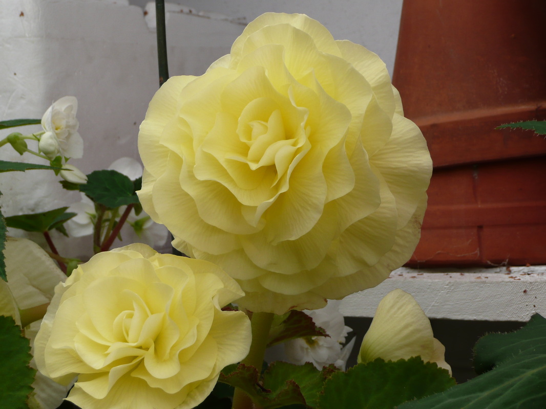 B. ‘Yellow Elegance’